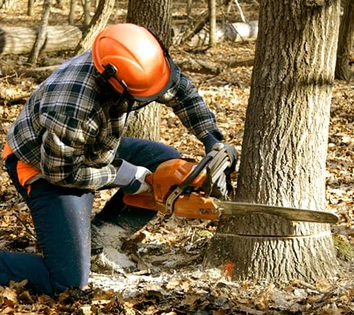 Tree Removal in Bradford, VT